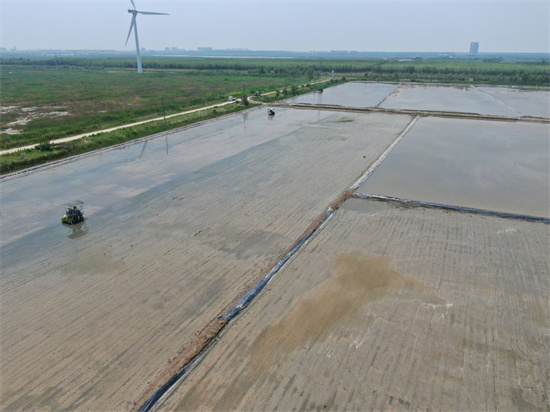 南通如東：“土地復墾”讓“農業荒漠”煥發新生機 367畝“鹽鹼田”首次移栽水稻_fororder_圖片2