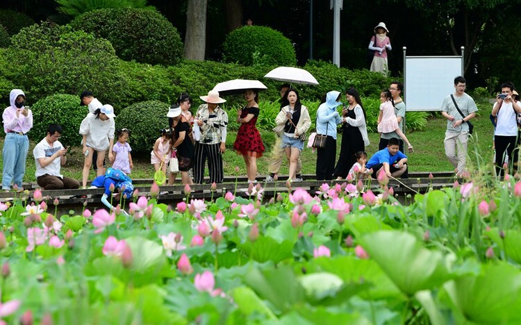 無錫荷花次第開放 市民出門賞荷度假