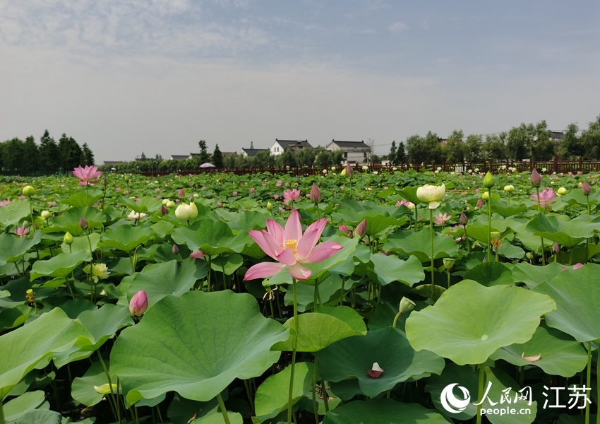 江蘇如皋平園池村：千畝荷塘促振興_fororder_4