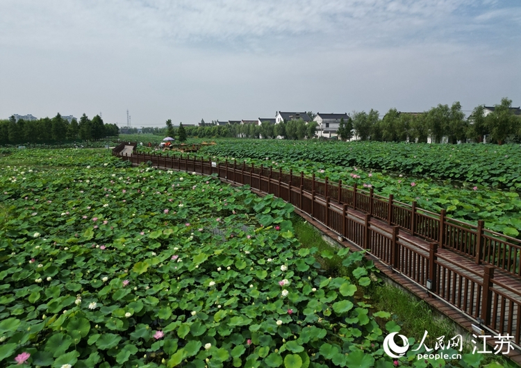 江蘇如皋平園池村：千畝荷塘促振興_fororder_1