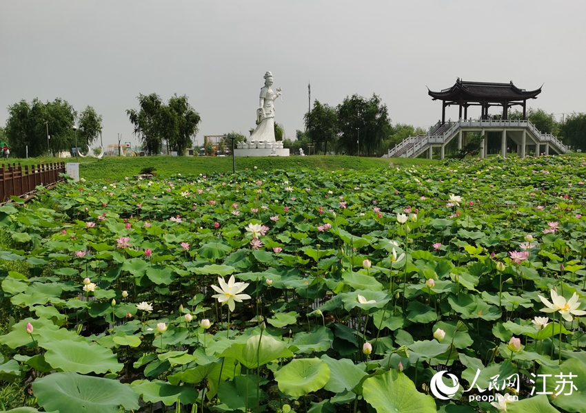 江蘇如皋平園池村：千畝荷塘促振興_fororder_5