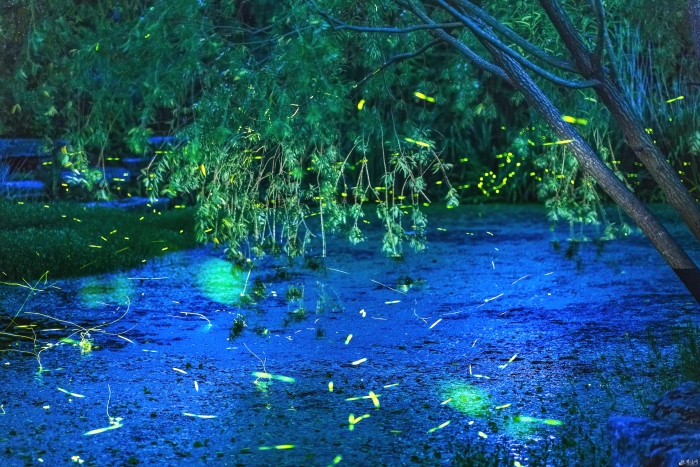 仲夏夜之夢 宿遷螢火蟲漫天飛舞燦若繁星