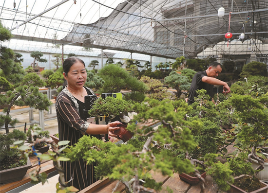 宿遷沭陽新河鎮：花木特色産業 鋪就鄉村振興富民路_fororder_圖片 1