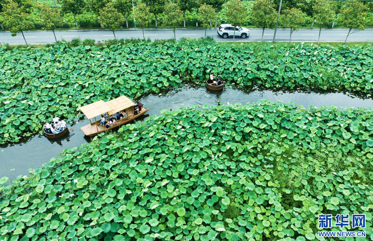 南京：聽風賞荷正當時 盛夏荷塘美如畫_fororder_20230808_085158_002