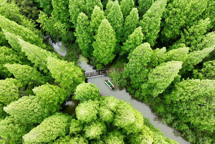 揚州：濕地公園壯美秀麗