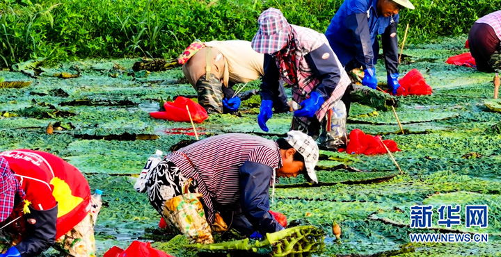 江蘇射陽：芡實綠塘白鷺飛_fororder_20230822_091648_004