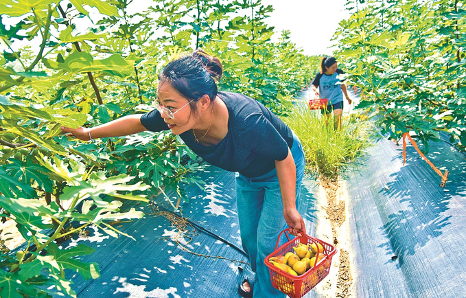 如皋無花果採摘“火”了鄉村遊