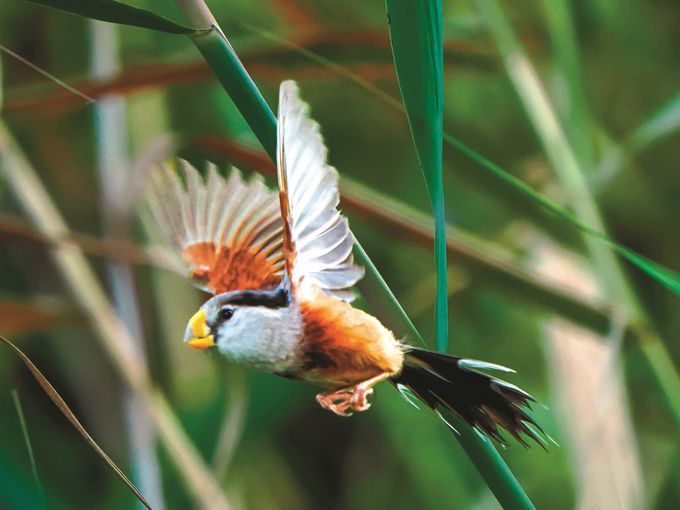 徐州潘安湖：“鳥中大熊貓”哺育幼鳥