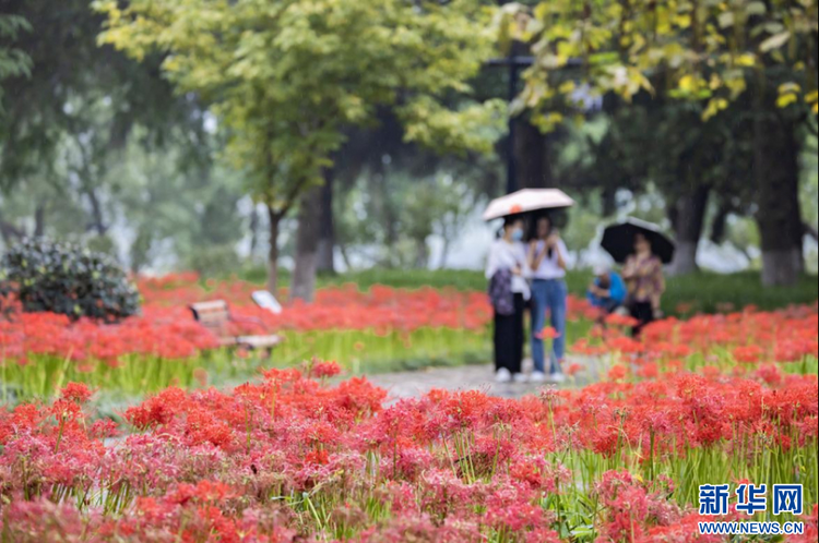 來南京玄武湖看紅花石蒜花海！