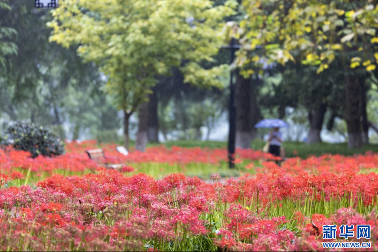 來南京玄武湖看紅花石蒜花海！