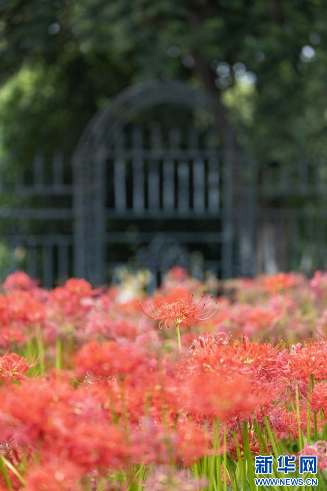 來南京玄武湖看紅花石蒜花海！