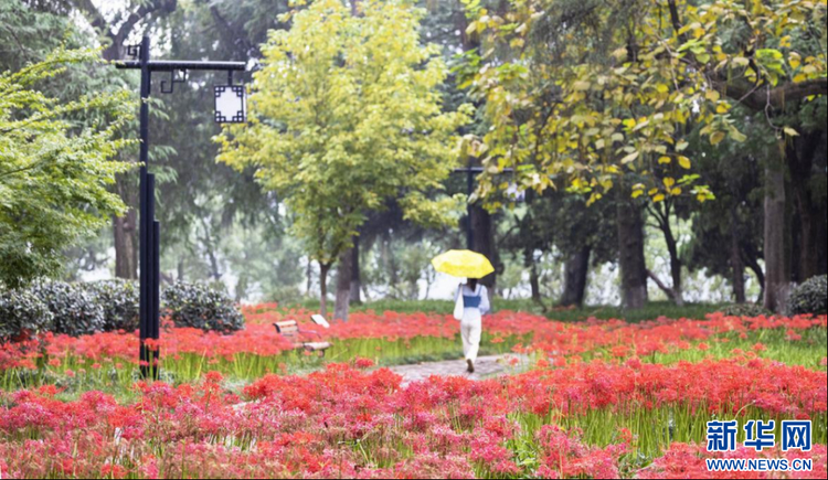 來南京玄武湖看紅花石蒜花海！