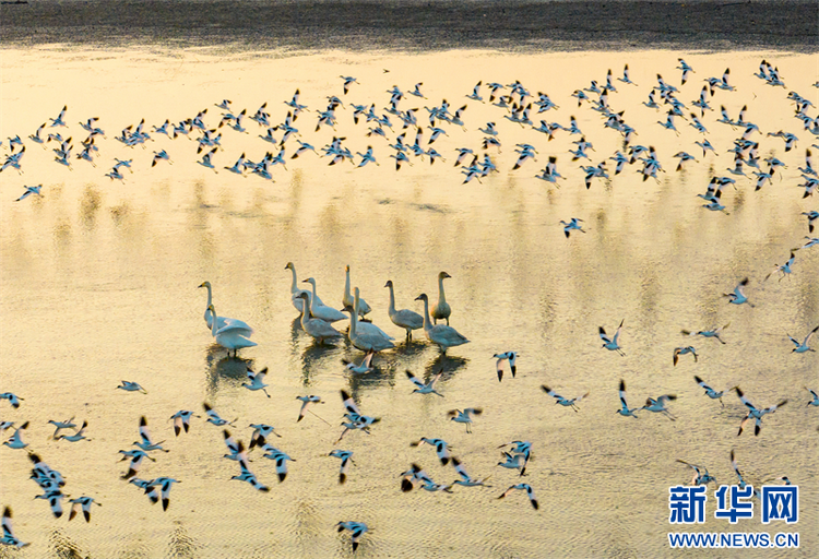 江蘇興化：候鳥飛抵濕地過冬_fororder_20231201_091818_001