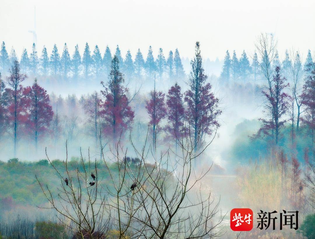 江蘇東臺：水杉林層林盡染 色彩繽紛似明信片