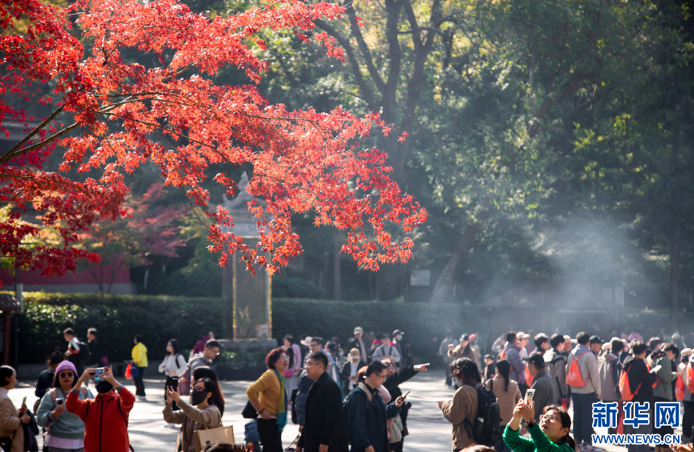 棲霞山楓葉紅了 絢麗如畫_fororder_20231122_090312_002