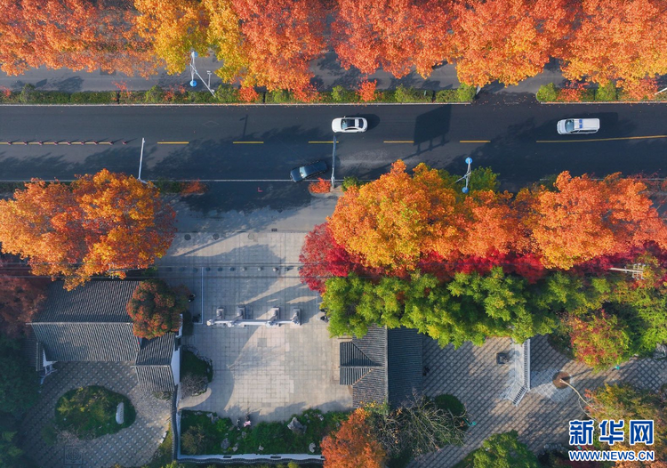 江蘇姜堰：城市公園 冬景如畫