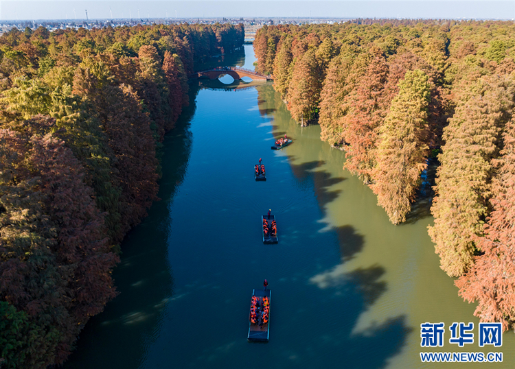 興化裏下河國家濕地公園：層林盡染 人在畫中游