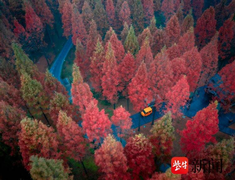 江蘇東臺：水杉林層林盡染 色彩繽紛似明信片