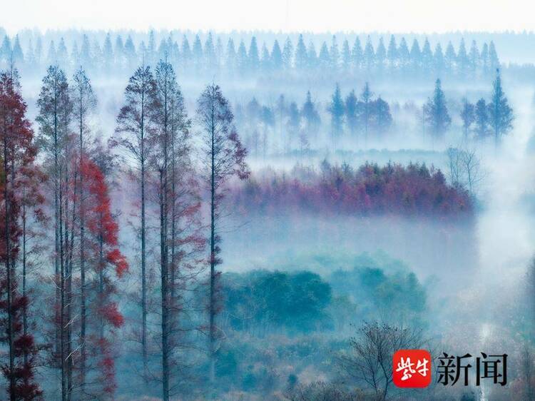 江蘇東臺：水杉林層林盡染 色彩繽紛似明信片