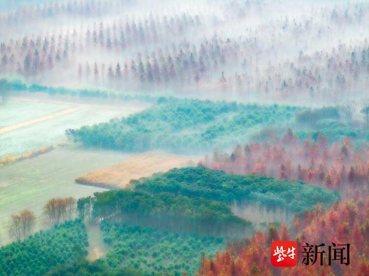 江蘇東臺：水杉林層林盡染 色彩繽紛似明信片