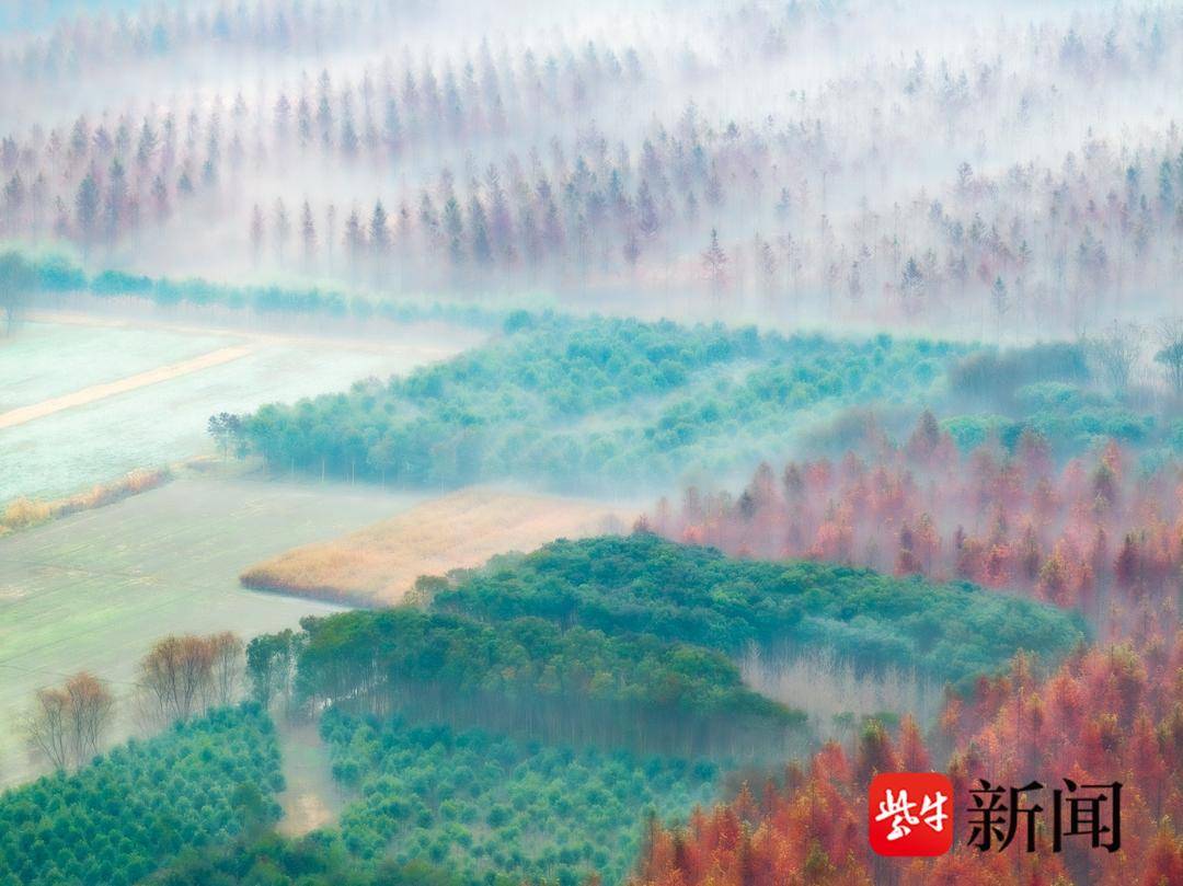 江蘇東臺：水杉林層林盡染 色彩繽紛似明信片