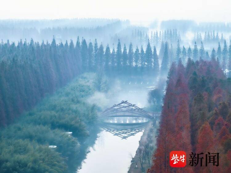 江蘇東臺：水杉林層林盡染 色彩繽紛似明信片