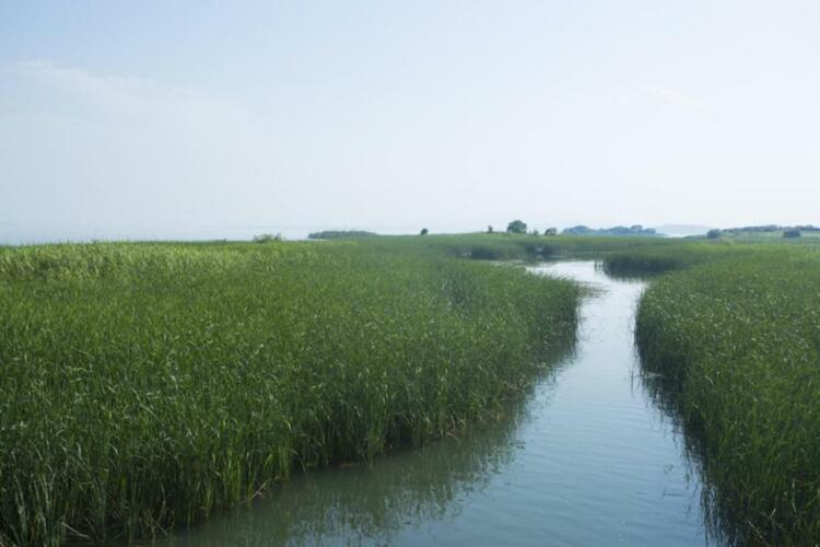 太湖湖濱 水墨丹青中的濕地秘境