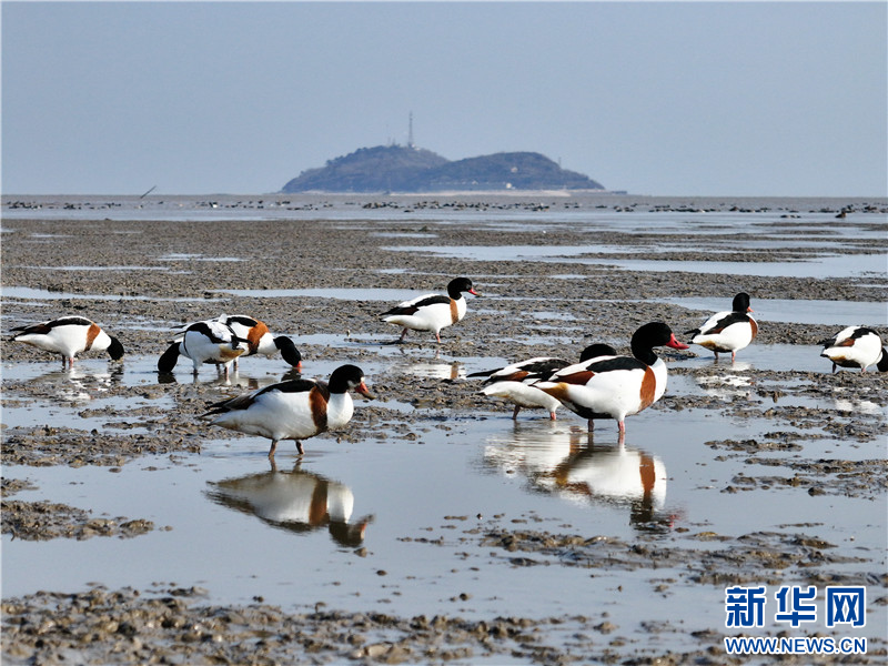 江蘇連雲港：萬隻翹鼻麻鴨現身贛榆沿海濕地