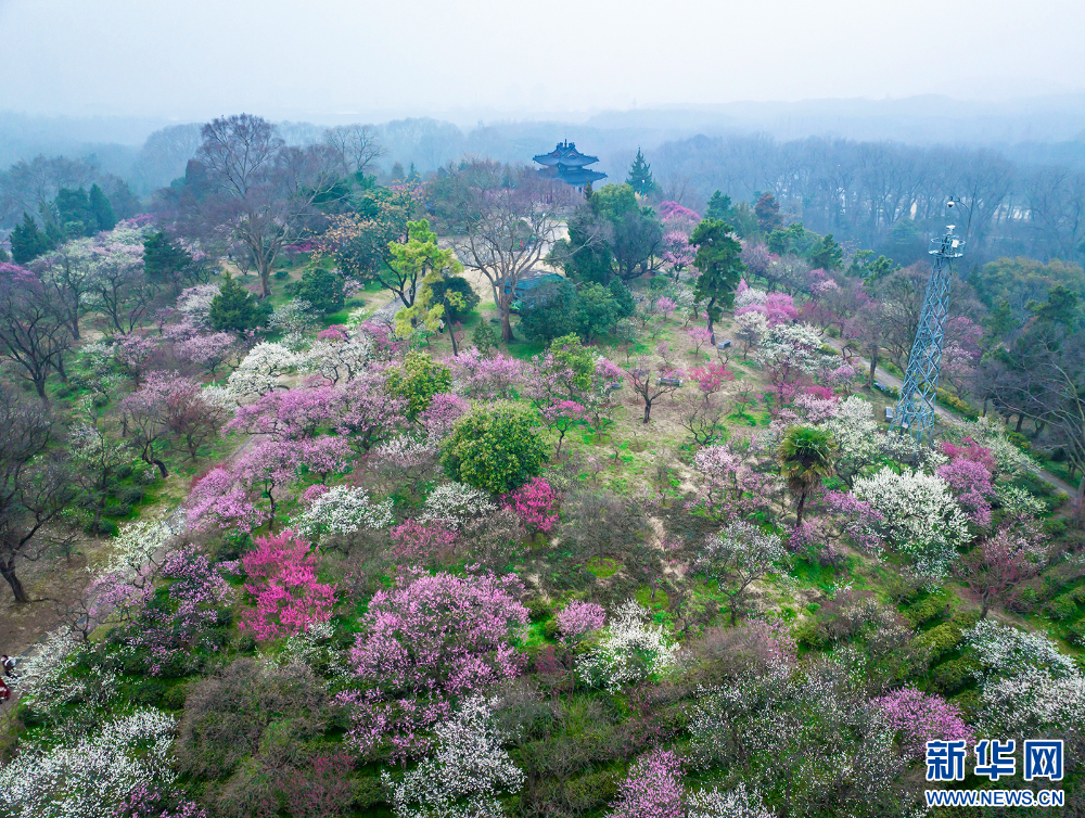 南京：梅花山早梅俏枝頭_fororder_20240223_090607_001