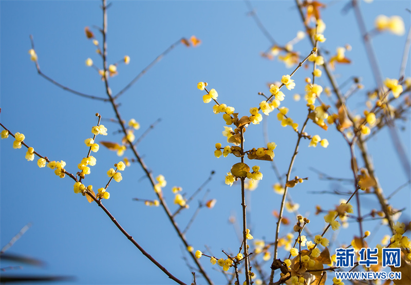 江蘇句容：蠟梅花開暗香來