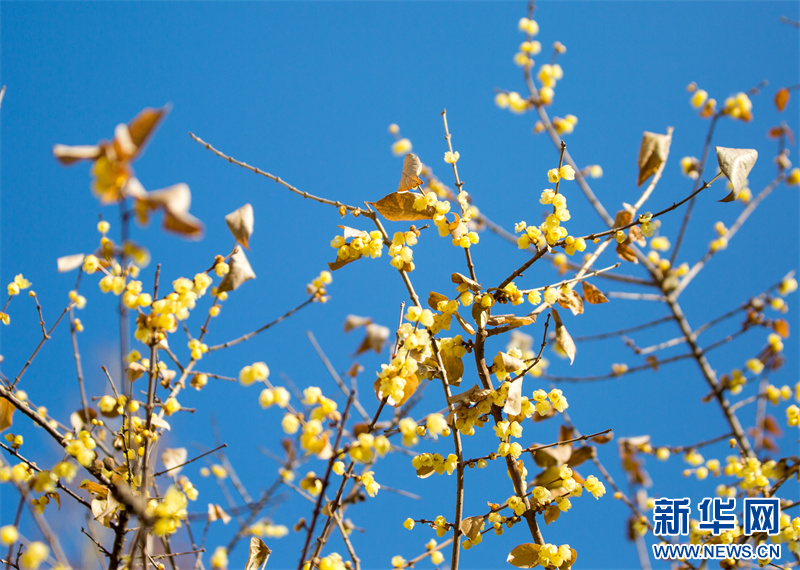 江蘇句容：蠟梅花開暗香來