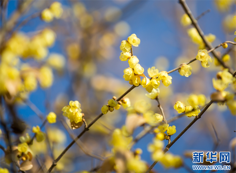 江蘇句容：蠟梅花開暗香來