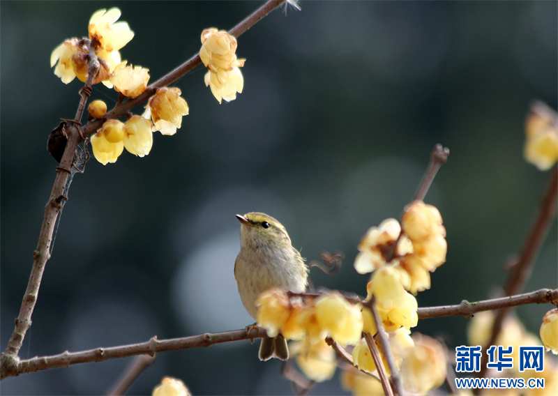 江蘇句容：蠟梅花開暗香來