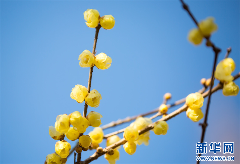 江蘇句容：蠟梅花開暗香來