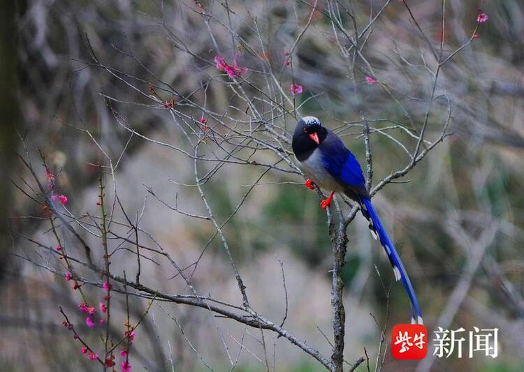 南京梅花山梅花綻放 引來多種鳥兒變樂園