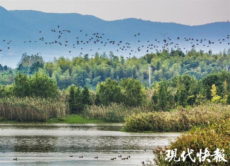 看清波盪漾 芳草萋萋 江蘇首屆“10佳濕地生態修復案例”出爐