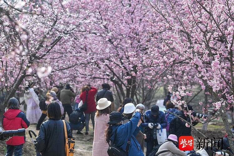 賞櫻正當時！南京中山植物園早櫻如雲似霞