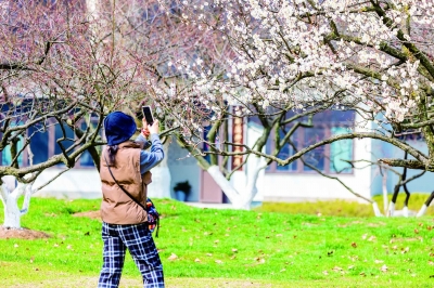 玄武湖百花鬧春遊園會開啟 600多歲明代古梅訴説“繽紛花事”