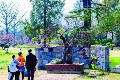 玄武湖百花鬧春遊園會開啟 600多歲明代古梅訴説“繽紛花事”