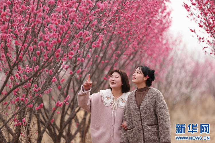 連雲港：春光明媚 踏青賞花正當時