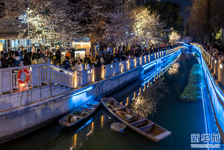 南京：浪漫“夜櫻”醉遊人 氛圍感滿滿