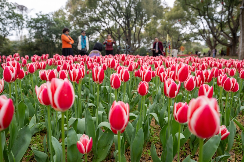 無錫梅園景區：梅園鬱金香花開