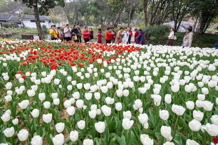 無錫梅園景區：梅園鬱金香花開