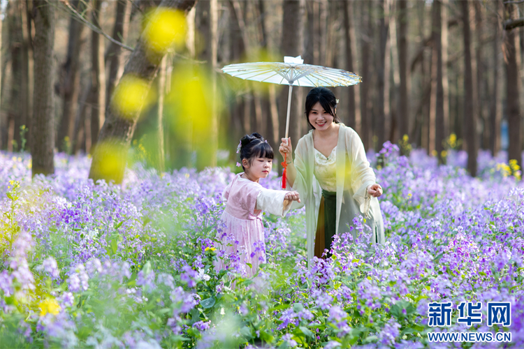 泰州興化：賞花踏青 樂享春光