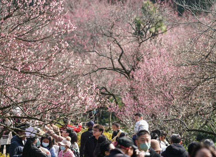 江蘇南京：梅花山上花爛漫