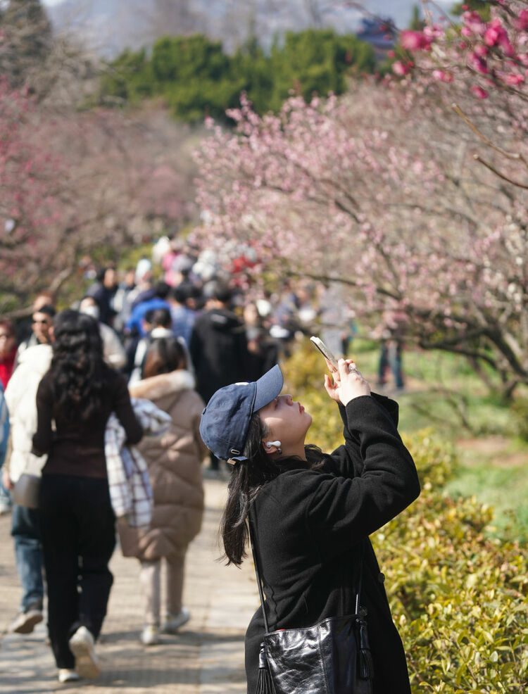 江蘇南京：梅花山上花爛漫