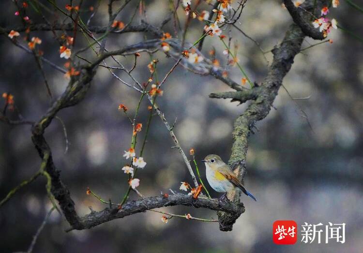 南京梅花山梅花綻放 引來多種鳥兒變樂園