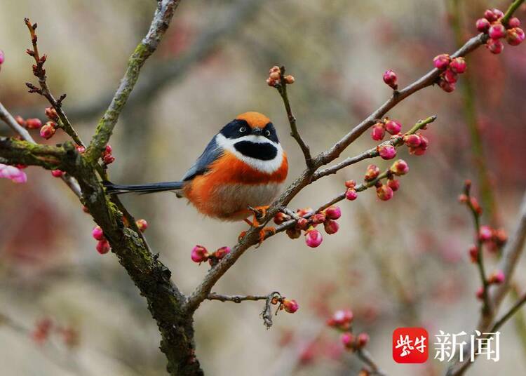 南京梅花山梅花綻放 引來多種鳥兒變樂園