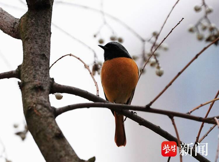 南京梅花山梅花綻放 引來多種鳥兒變樂園