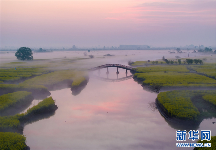 江蘇興化：霧繞千垛油菜花海 美如仙境